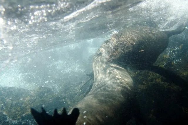 5种奇特的海洋生物？