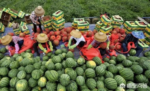 什么地方大量收购西瓜，我们老家大量西瓜上市，价格便宜？