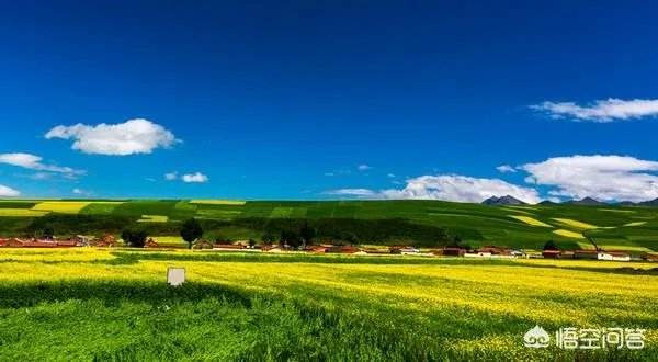 青海门源你去过吗？