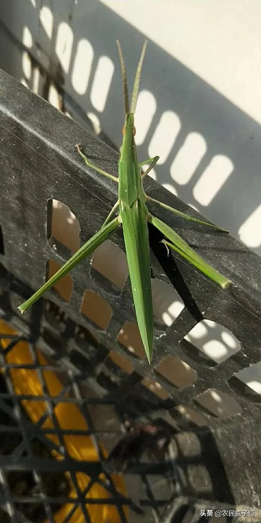 如何处理畜禽粪便?