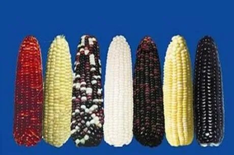 大庆有哪些特产？