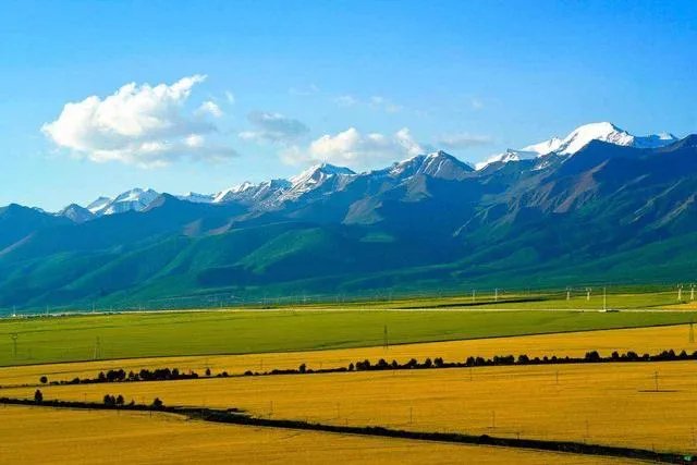 青海门源你去过吗？