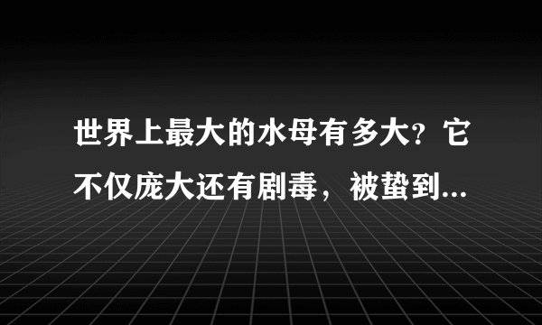 世界上最大的水母有多大？它不仅庞大还有剧毒，被蛰到无药可救