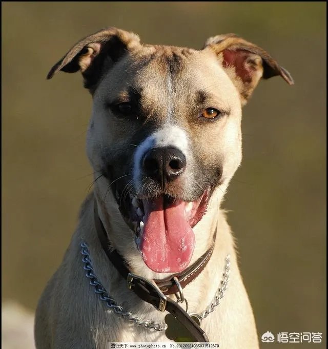 女子投诉滴滴拼车遇两大狗一路狂吠，如女子被咬伤谁应该负责？