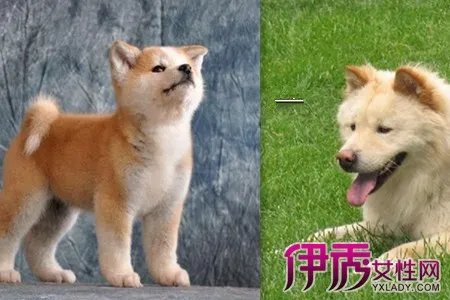 秋田犬智商怎样