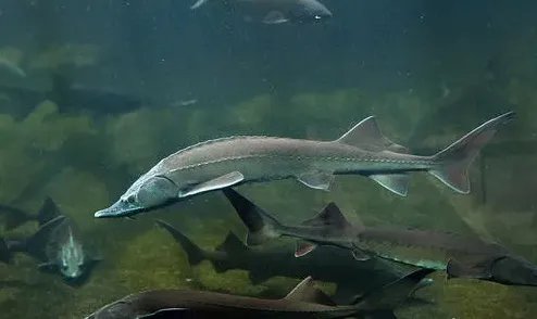 甘肃上千万斤鲟鱼流入四川，有关部门采取了哪些捕捞措施?