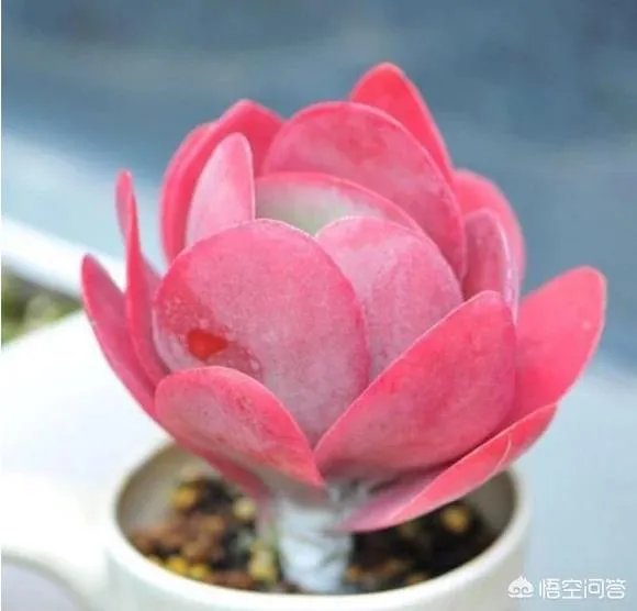 不同的多肉植物，在度夏时，有什么区别吗？