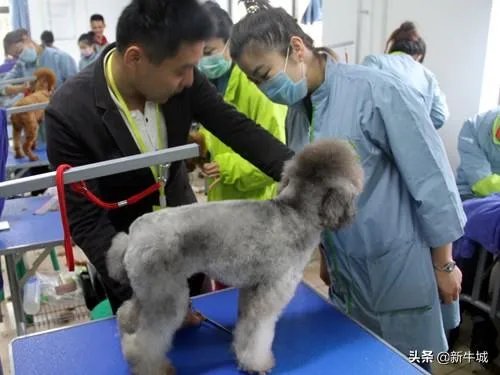 想学习宠物美容,河北邢台的,有人给个建议麽?