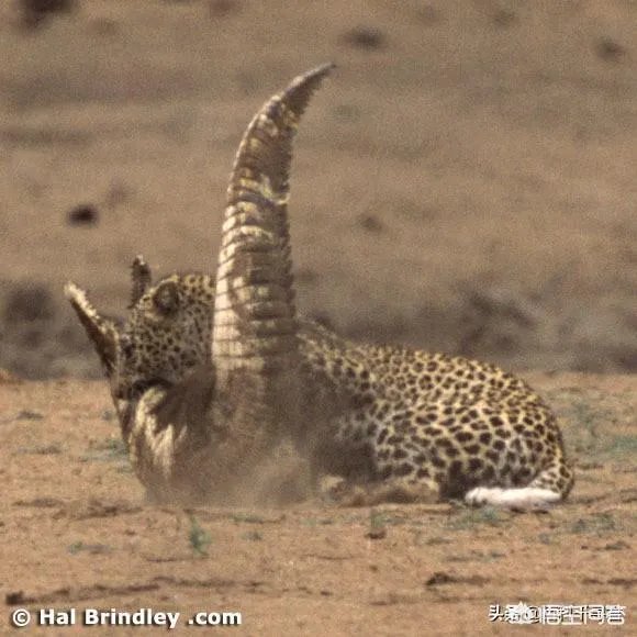 豹子为什么敢吃鳄鱼