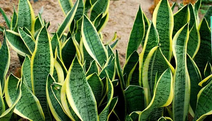 金边虎皮兰的养殖方法和注意事项 金边虎皮兰的养殖方法和注意事项有哪些