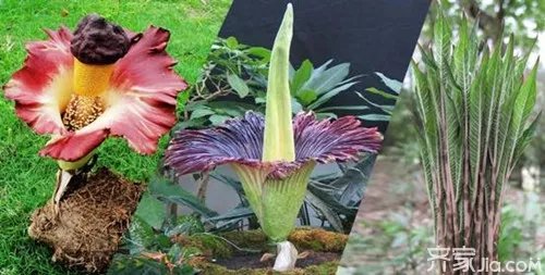 魔芋花的功效  魔芋花的营养价值