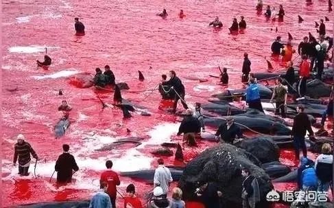 日本退出《全球禁止捕鲸公约》是出于政治目的还只是经济目的？