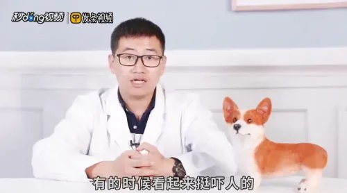 微笑狗为什么吓人