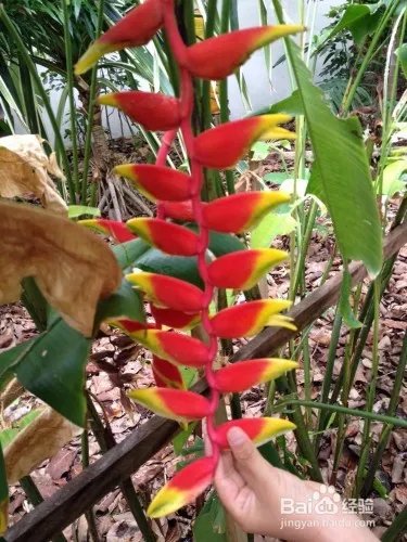 马尔代夫k岛攻略