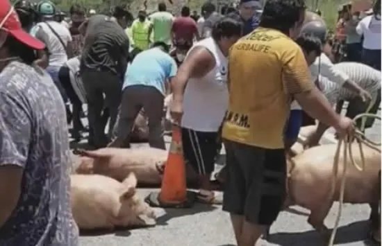 运猪车侧翻20吨活猪遭村民疯抢 网友：原来抢猪不分国界啊