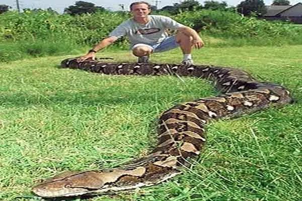 世界上最大的十种蛇，地毯蟒上榜，第一重量达250公斤