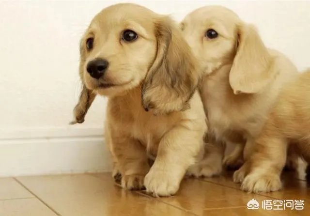 学宠物美容以后就可以自己开店吗？有哪些建议？