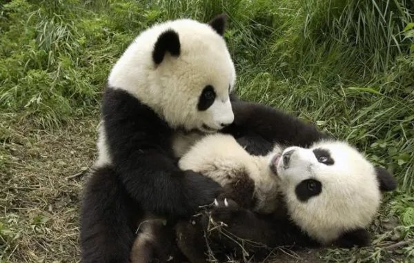 为什么大熊猫被称为国宝？