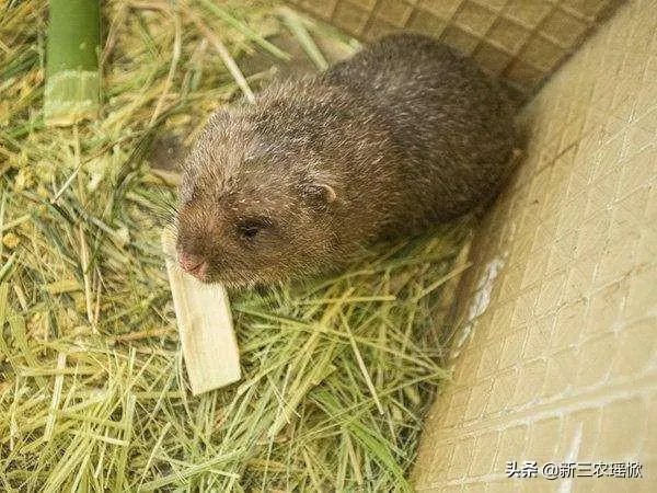 疫情后，竹鼠养殖前景会如何？