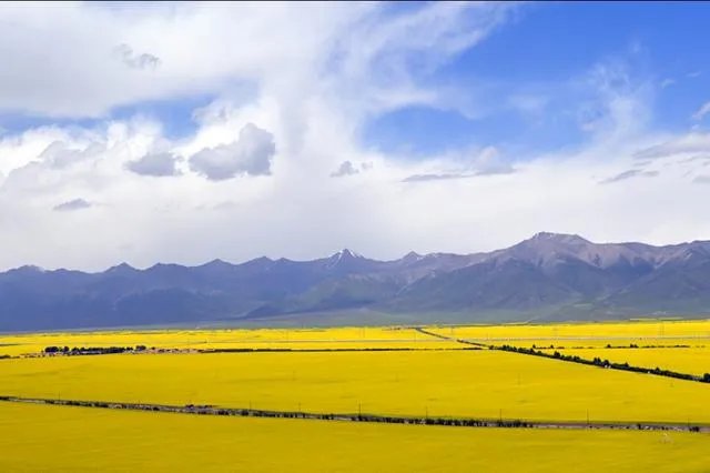 青海门源你去过吗？