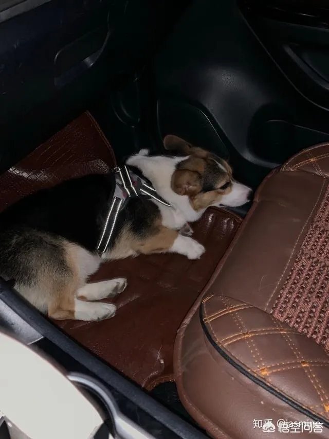 养一只柯基一年大概要多少钱？