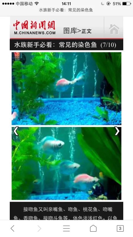 接吻鱼有什么颜色