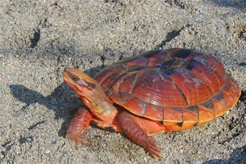 金钱龟的价格多少钱 金钱龟怎么养