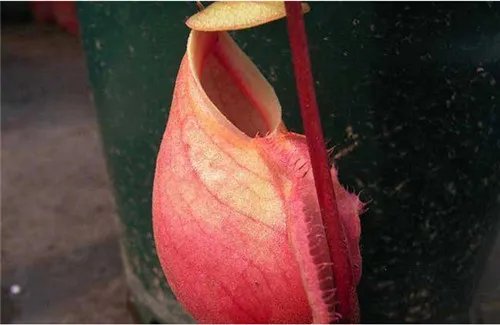 猪笼草种类图片  猪笼草怎么养