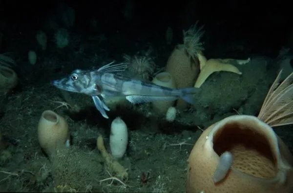 武汉人说的冰鱼是什么鱼的图片