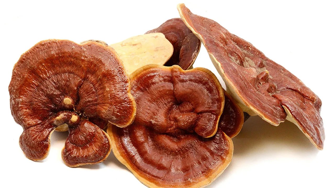 灵芝应该怎么吃