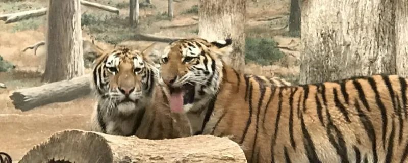 1926年属什么生肖属相 1926年的是什么命