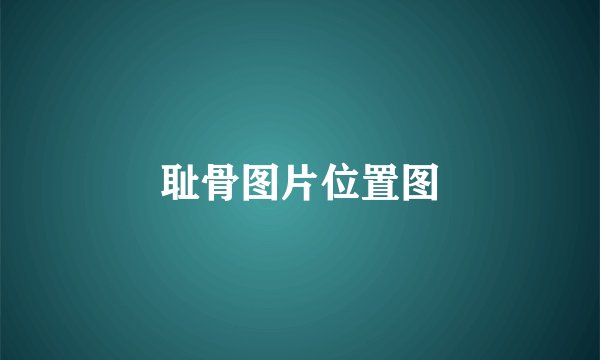 耻骨图片位置图