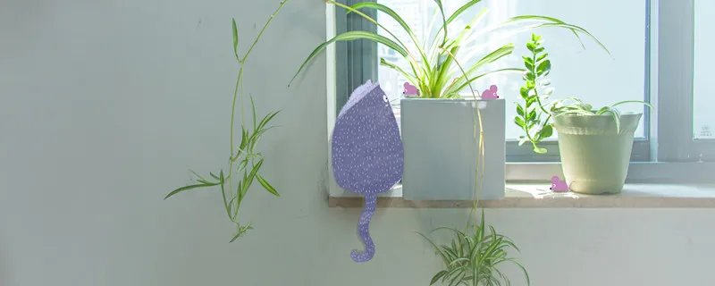 金边吊兰的养殖方法和注意事项 金边吊兰的养殖方法