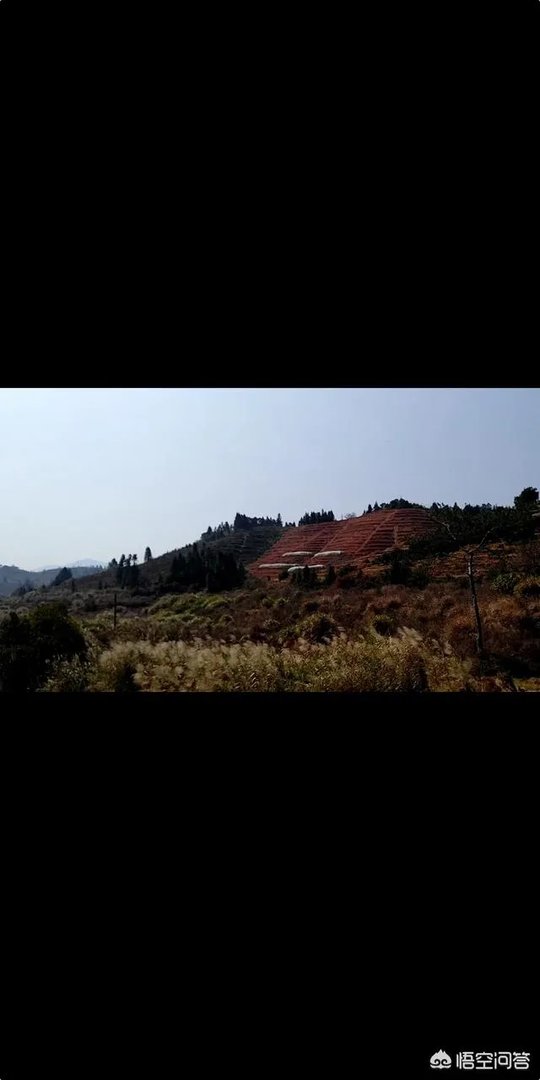 江西赣南脐橙和四川的