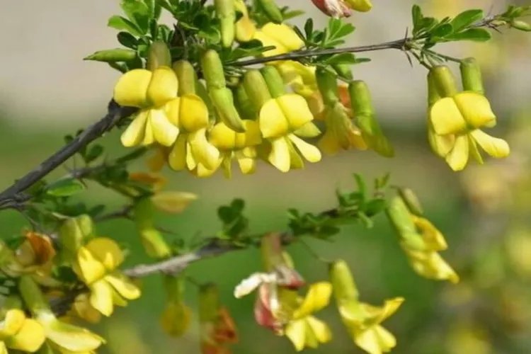 阳雀花图片大全