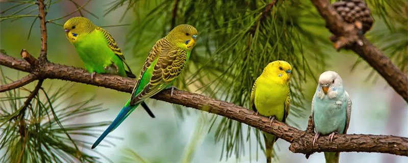 虎皮鹦鹉会不会怕冷 虎皮鹦鹉冬季怎么养