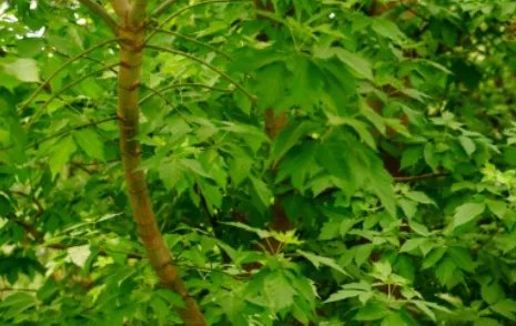 金叶复叶槭长什么样子？都有哪些形态特征呢？