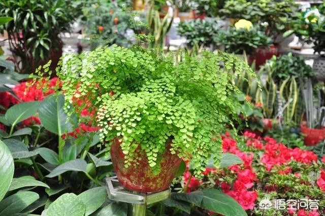 西安有几个花卉市场？