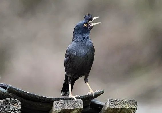 普通八哥鸟要多少钱一只