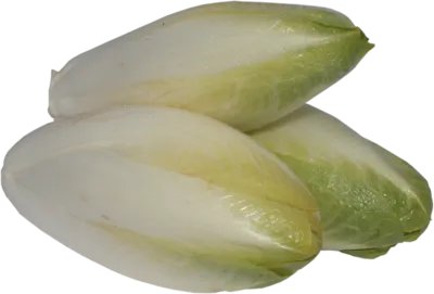 菊苣草的功效是什么 菊苣草有什么作用呢