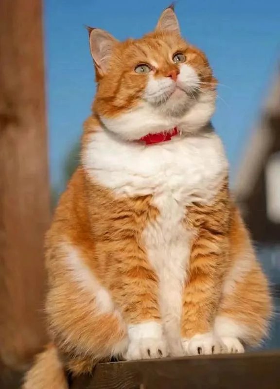 为什么人类会觉得猫科动物可爱