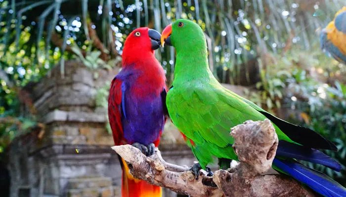 虎皮鹦鹉会不会怕冷 虎皮鹦鹉冬季怎么养