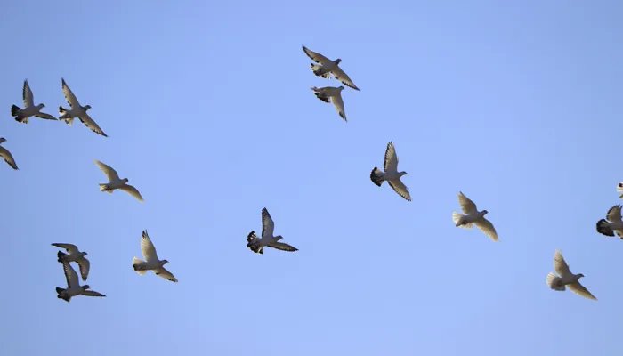 惊弓之鸟的主人公是谁 惊弓之鸟的主人公是谁的故事主人公