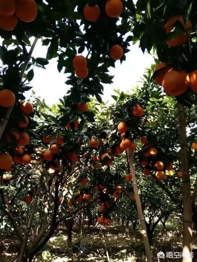 江西赣南脐橙和四川的