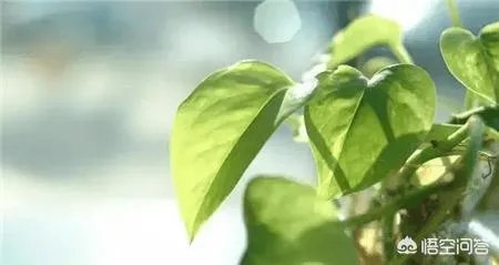 绿萝怎么扦插？