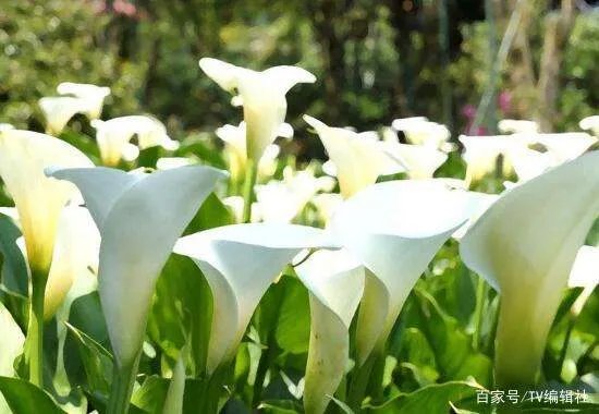 马蹄莲有毒吗？马蹄莲适合室内养吗？