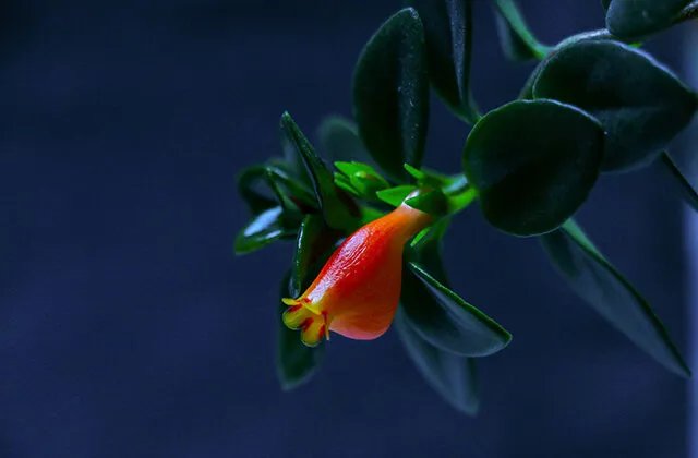 【口红吊兰介绍】什么是口红吊兰 口红吊兰的养护方法