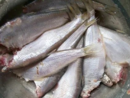 黄鲫子鱼怎么炒