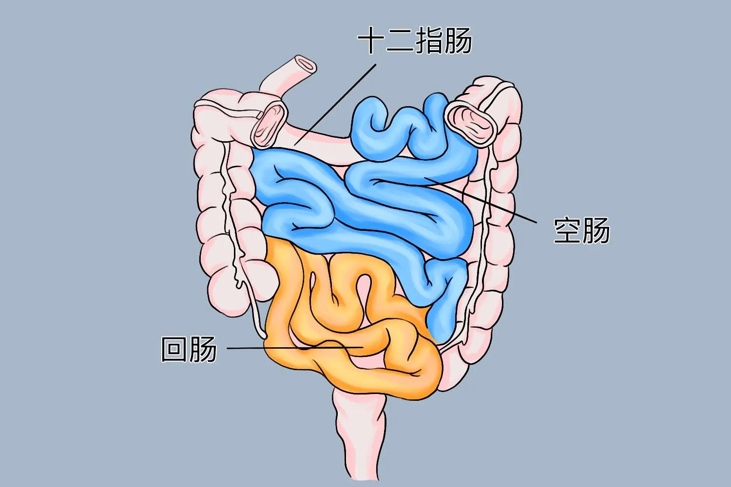人的肠胃结构图片