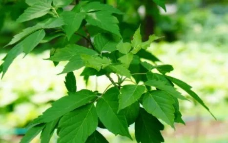 金叶复叶槭长什么样子？都有哪些形态特征呢？